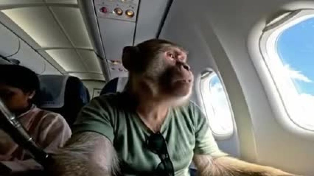 ⁣China_में_बन्दर_समझ_कर_पकड़_लिया____Bandar_Vlogger_New_Vlog___(240p)