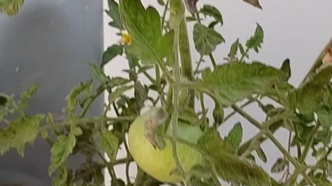⁣Grow tower for rooftop gardening