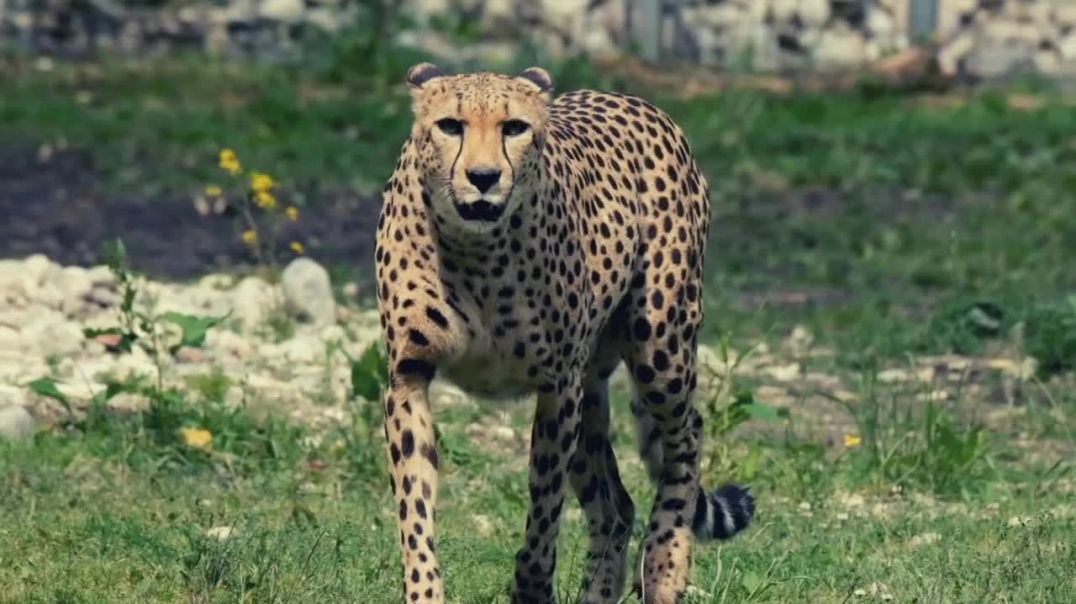 ⁣🐆 Dangerous Wild Animals Jaguar 🐆