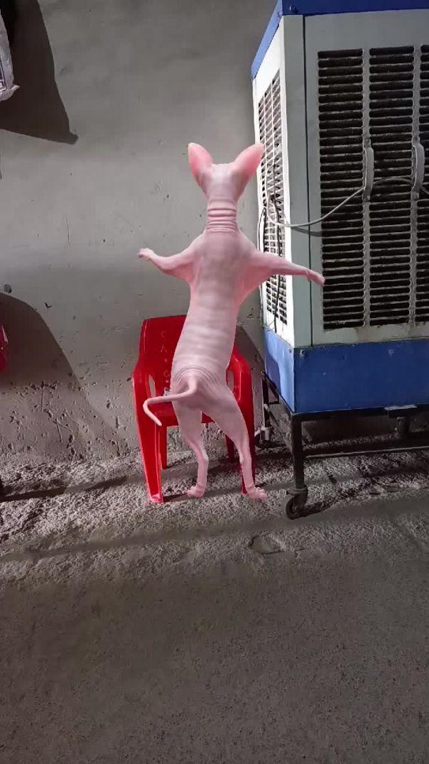 SPHYNX CAT 🤠🔥🤠 #shorts