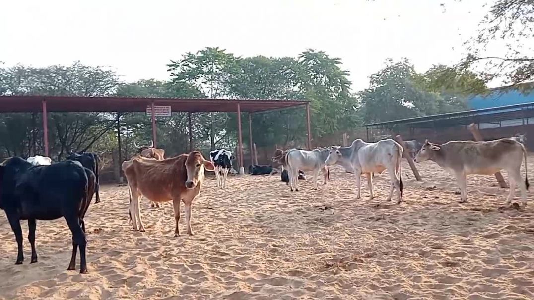 ⁣गो सेवा बलोक विडियो