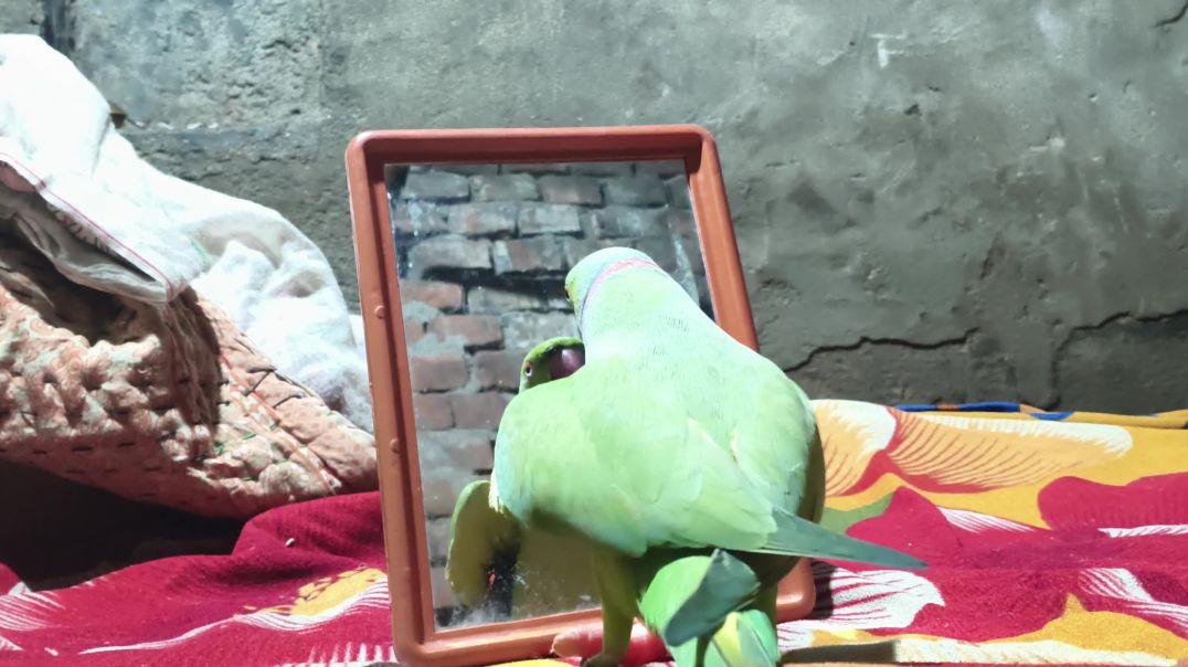 ⁣bacchon ke liye kahani bolane wala tota