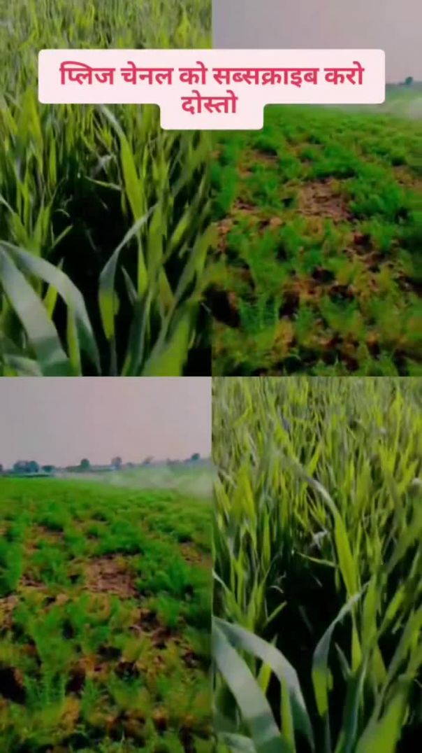 ☘️ खेती बाड़ी ☘️