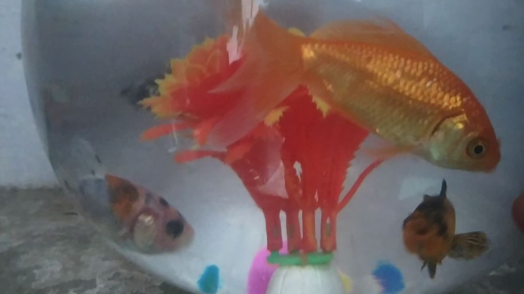 machhali jal ki raani hai