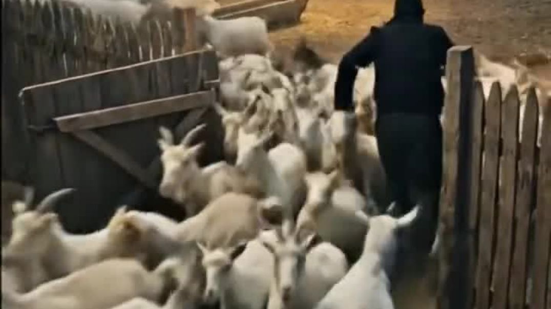 ⁣Hulk ne khabar wale ko qabar bech kar bus se gaon chala gaya _hulk  _short(720P_HD)