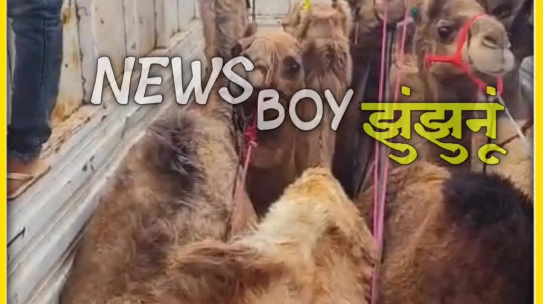 ⁣तस्करी करके ऊंट ले जा रहे थे मेवात पुलिस ने पकड़ा