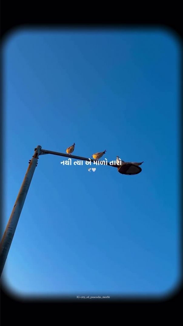 पायेगा उडे ऐ दी से म...🕊️🕊️🦚🕊️🕊️