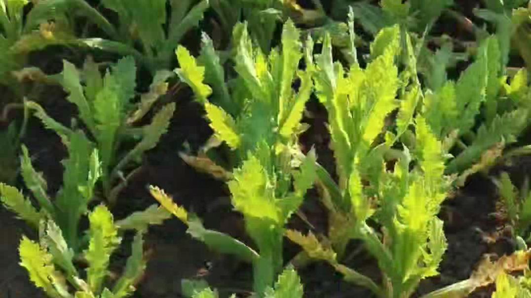 ⁣Vlog for afim 💯 kese bhi kr ke afim ko bchana he bhai 😢