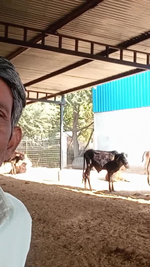 गांव में गौशाला बलोक विडियो