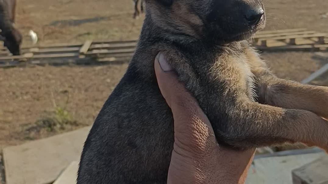 ⁣કુતરા સાથે મસ્તી નાના ગલુડિયા