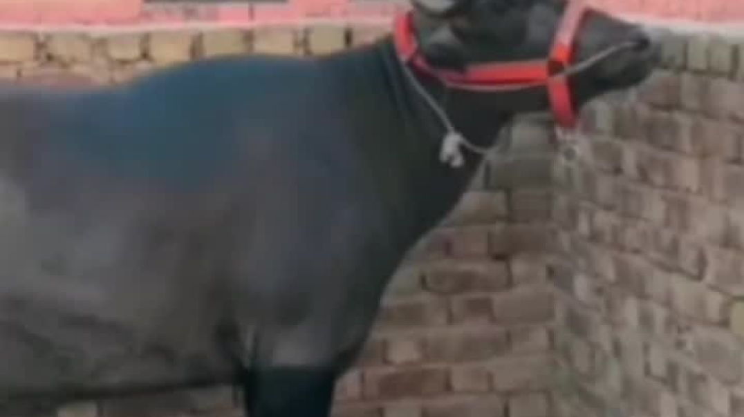 ⁣Shera 🦬 son of Inder Bull 🐂 Khali line ka sandar katda inder bull ka sandar result #instagood