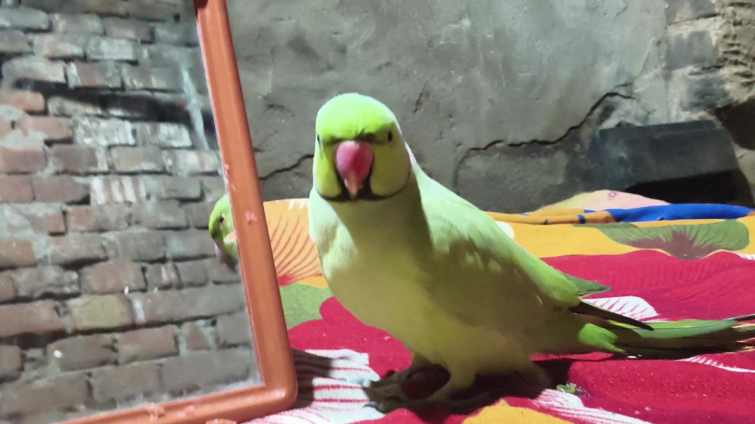 ⁣video parrot bolo parrot bolo