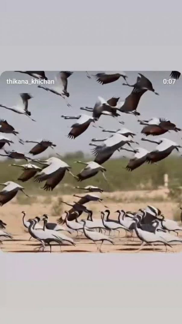 ⁣Kurja mahotsav khichan