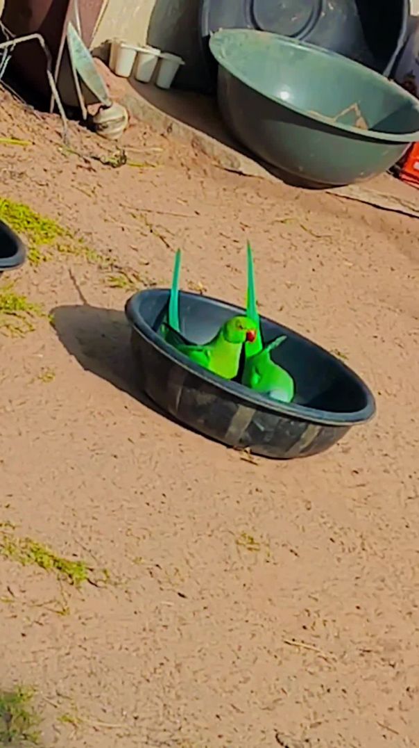 VID_20260129_015411_448