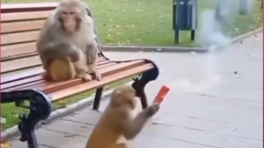 ⁣Funny monkey 🐒🐵