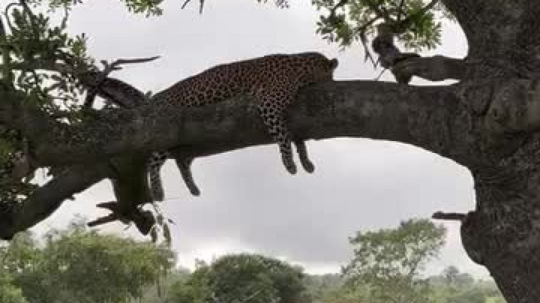 ⁣शोर जगल का राजा