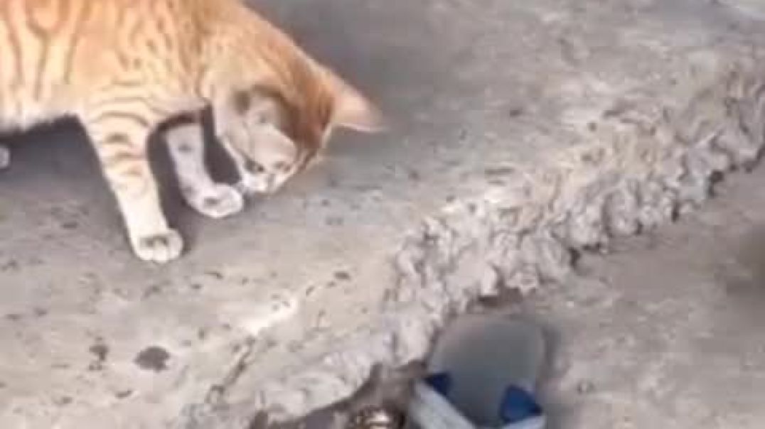 ⁣पहा मांजराचे डोळे किती तेज असतात