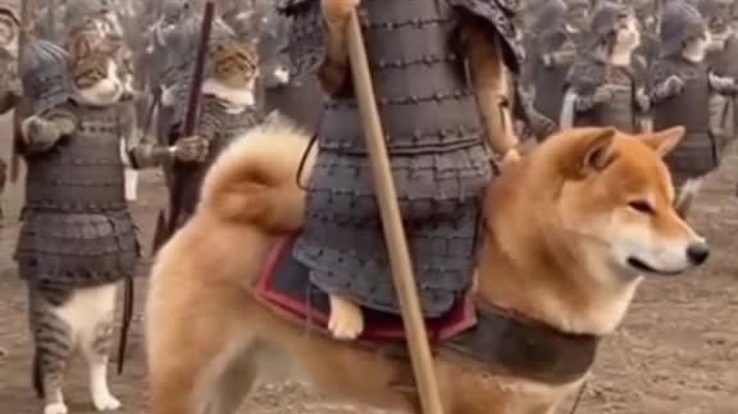 Cat war 🔪🔪🔥🔥