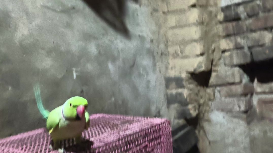 ⁣bolane wala tota bacchon ke liye kahani