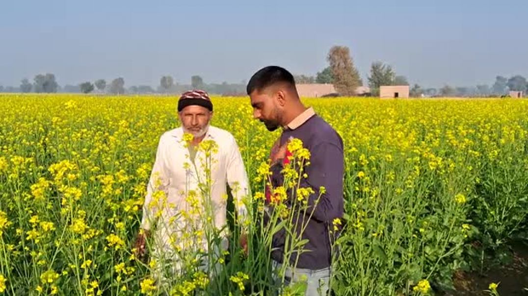 ⁣sarson में vidyut का बेह्तरीन रिजल्ट _sumitomo vidyut _ iku swadheen  vidyut _ Haru fungicide _