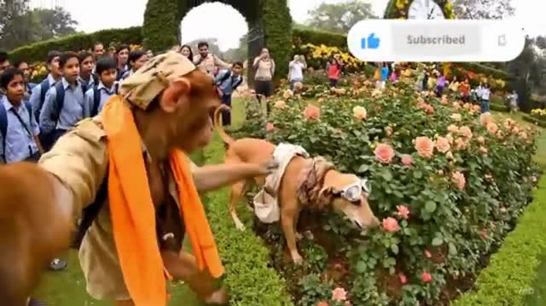 ⁣Dogesh_Bhai_🐕_or_Monkesh_Bhai_🐒_ka_Ooty_Vlog_🤣🤣_@caz_05(360p)