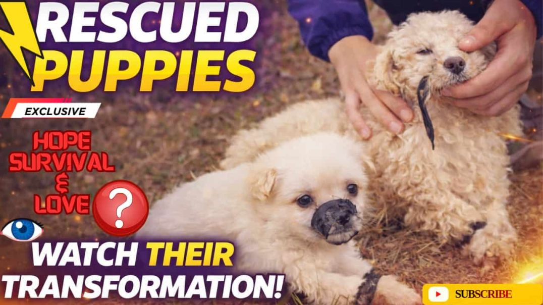 ⁣Emotional Puppy Rescue Story 🐶💔 |That Will Touch Your Heart