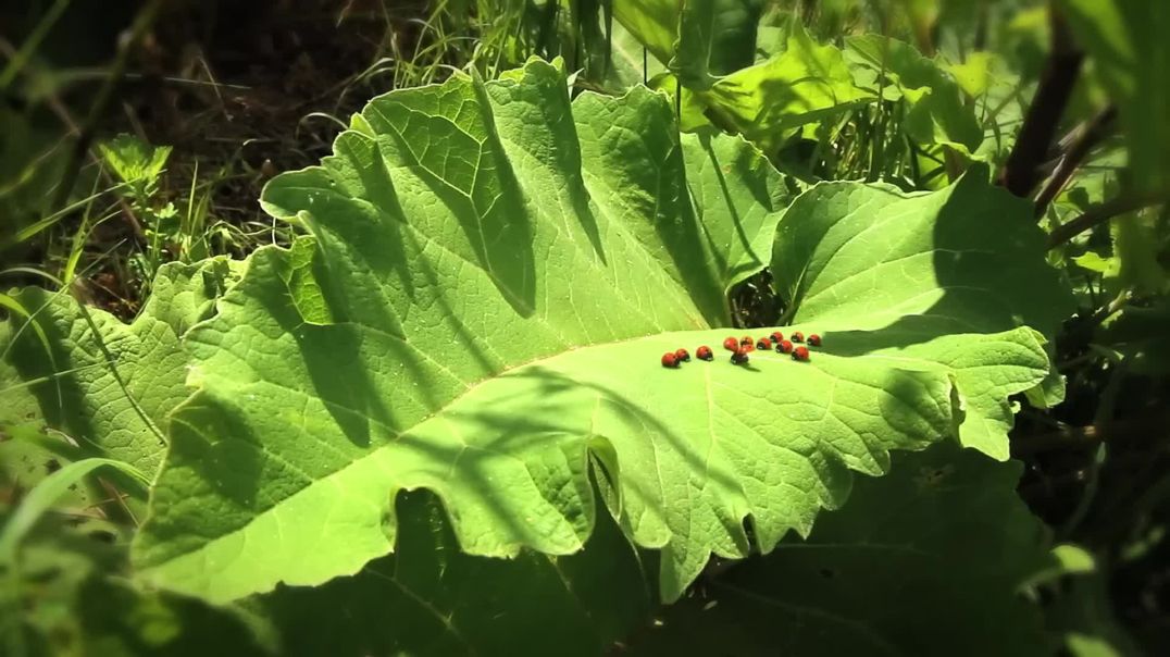 ⁣At Full Speed   Minuscule [1080P]