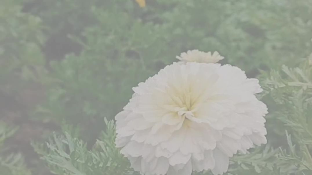 ⁣Farming reels 🌍👳🌿