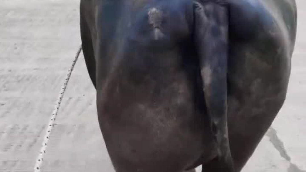 ⁣dairyform143-20260106-0001