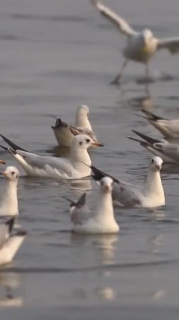 ♥️ Beautiful water Birds and flying birds🦆🦆