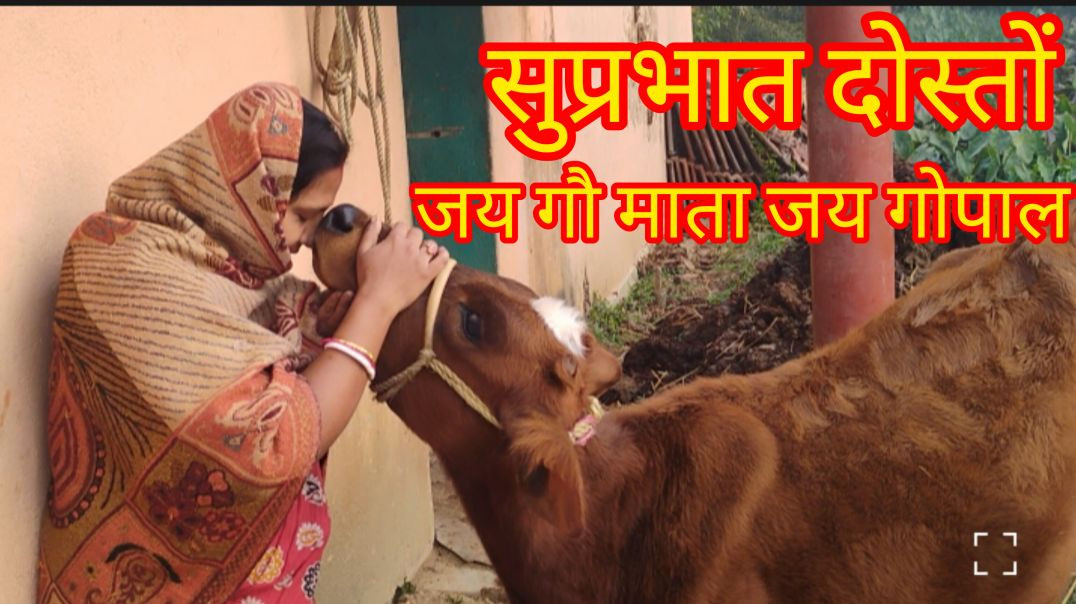 ⁣जय गौ माता जय गोपाल 🙏#jaygaumata#cowsvideo# villagelife