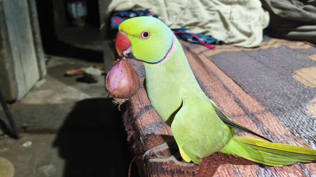 ⁣bolo parrot kahani bacchon ke liye