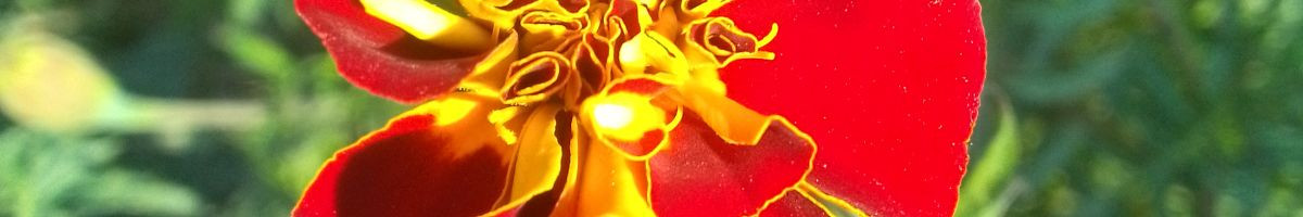 103160701353001481387 