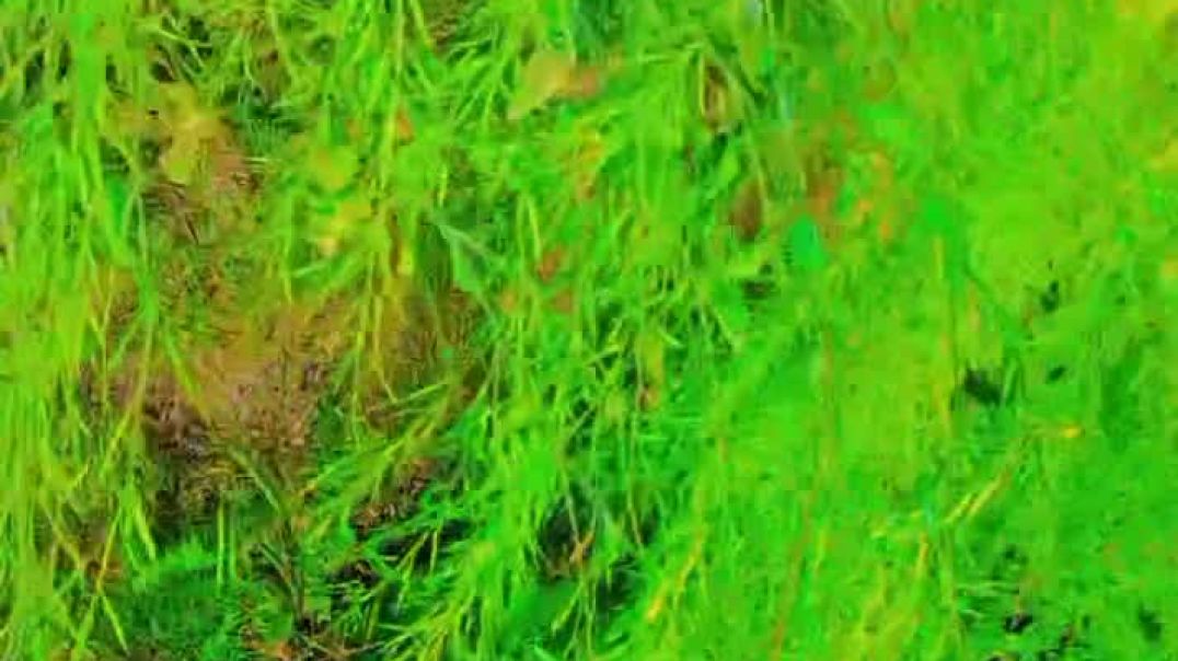 ⁣Kheti ke bare mein