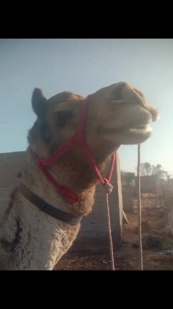 _storage_emulated_0_Android_data_com