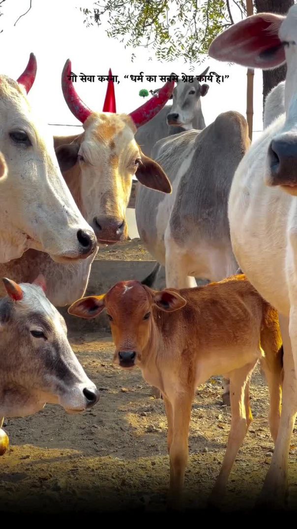 राधै राधै 🦚💖