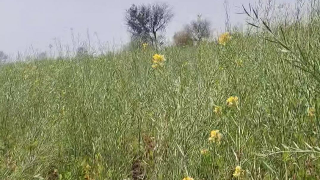 ⁣सरसो की फ़सल में ज्यादा पाला पड़ने से फूल झड़ रहे है क्या करे