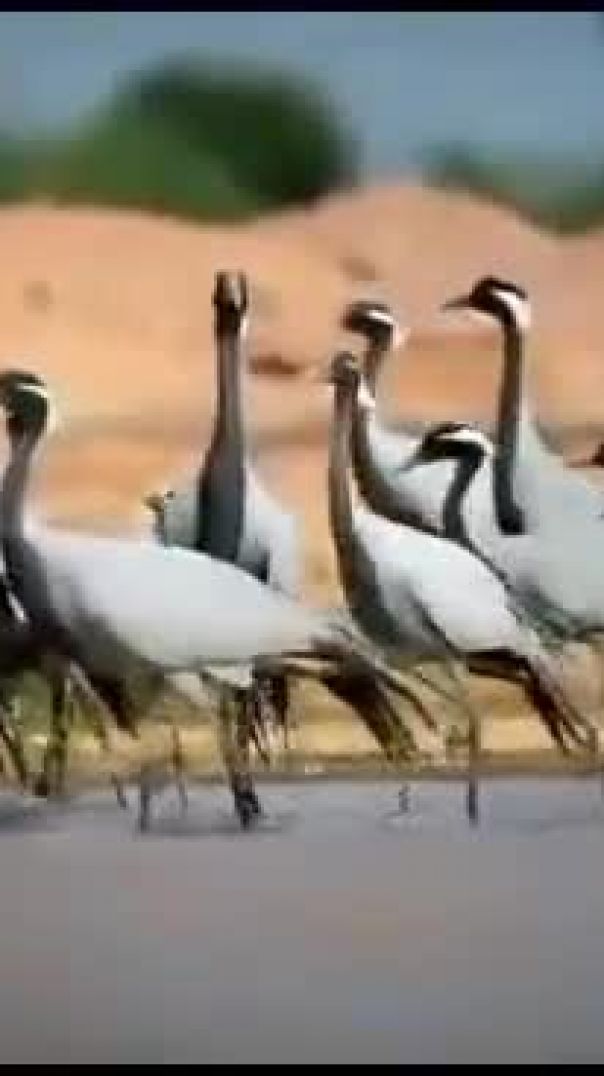 Videshi mehman apne desh me