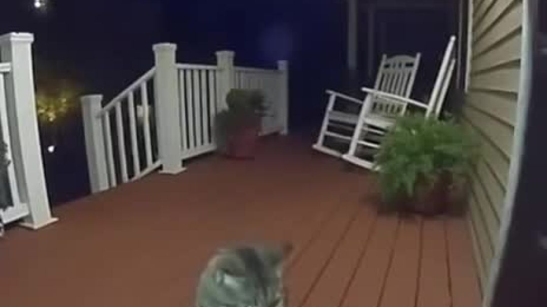 Your_cat_after_midnight_😜😅