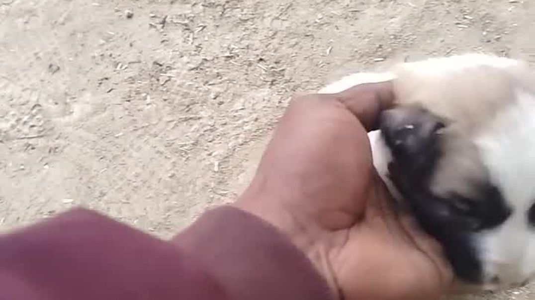 ⁣kutta bolne ki saja dekh lo #funny #comedy #viral #doglover