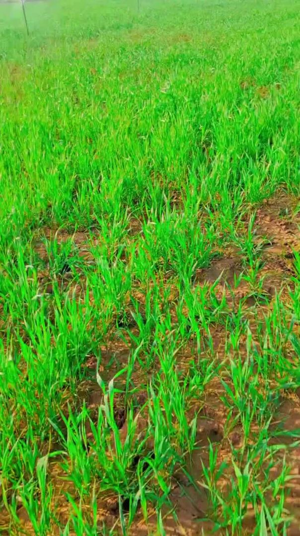 New farming reels #instareels #new​ #farminglife #trendingreels #snapshot siyara