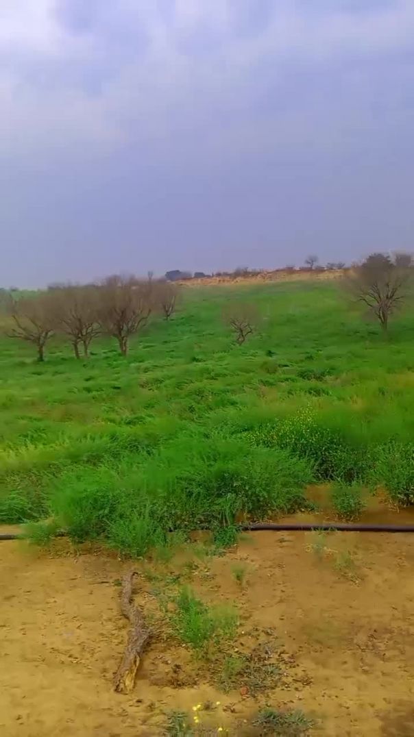 VID_30520205_161050_881