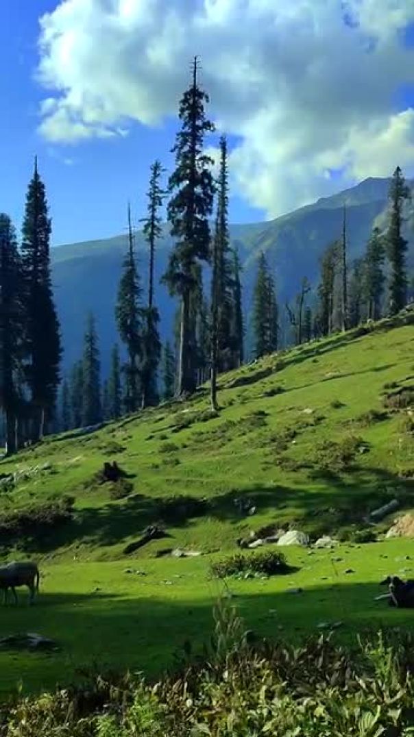 Gujori phari geet in india #apanatube #trending ##viral