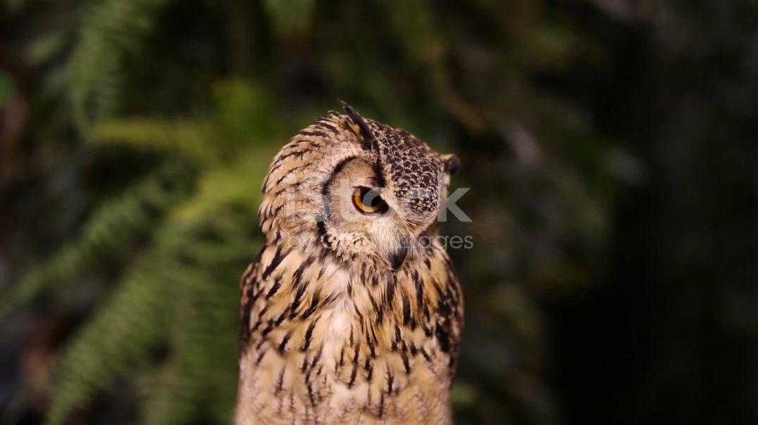 ⁣उल्लू_ रात का रहस्यमयी शिकारी! 2025-11-17