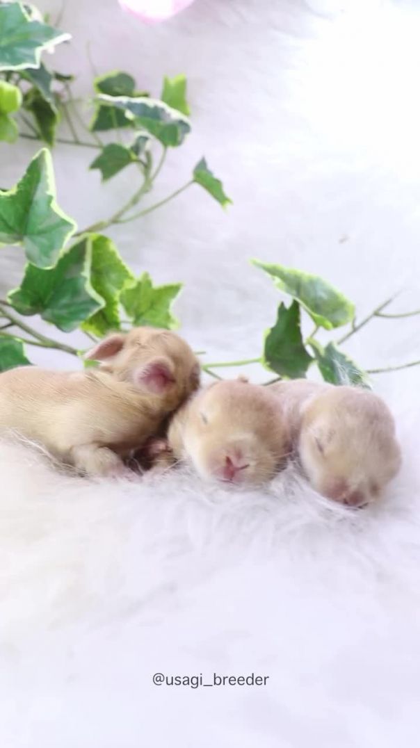 Cute😍 Rabbit 🐰🐰🐇🐇