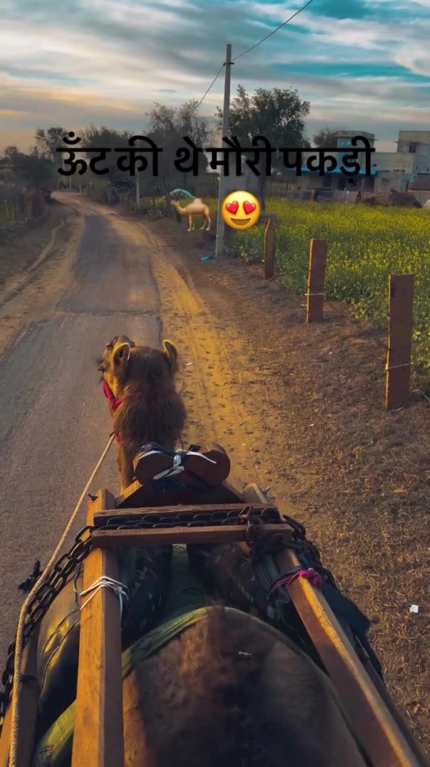 ऊँट_की_थे_मौरी_पकड़ी_🐪😍_#trending_#reels_#rajasthan_#farming