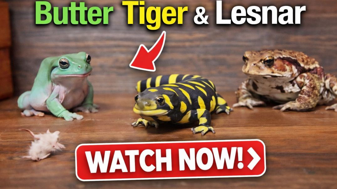 ⁣Three Frogs, One Mouse 😱 | Butter vs Tiger vs Lesnar