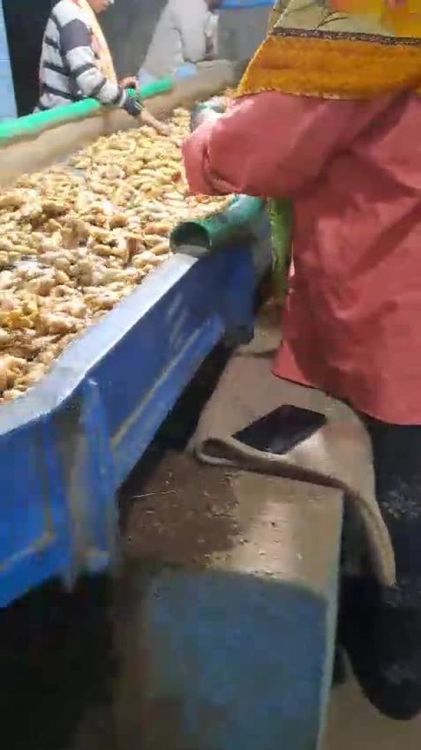 Ginger washing machine