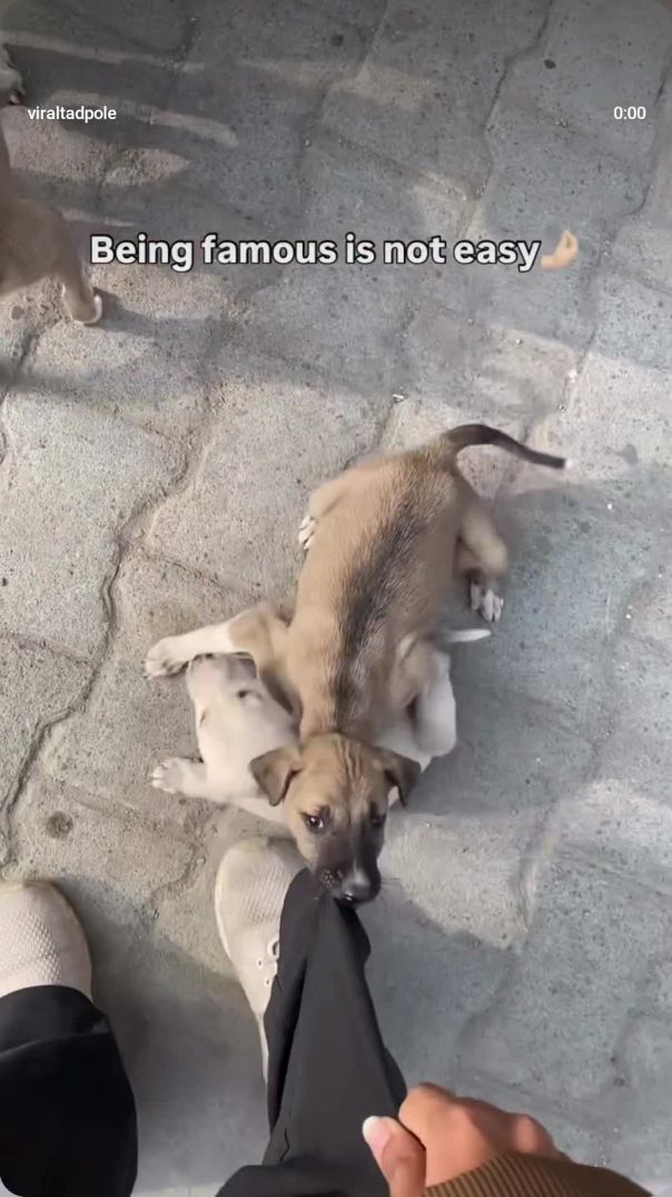 Dogeshhh bhai on top