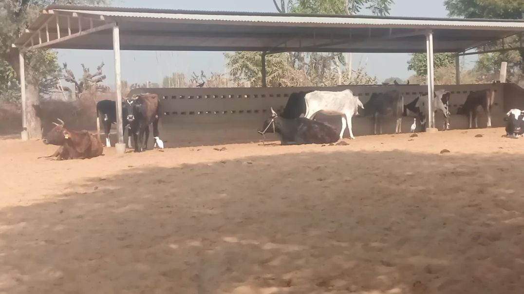 ⁣गांव में गौशाला